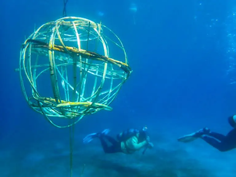 Palm Beach Day Academy coral reef STEAM project