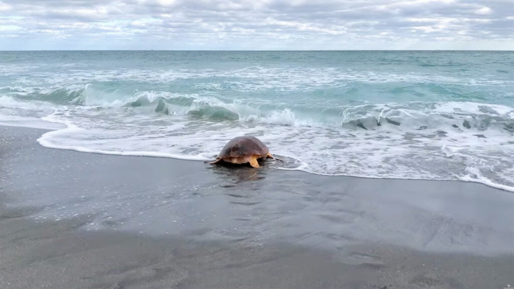 Loggerhead Sea Turtle release in 2021